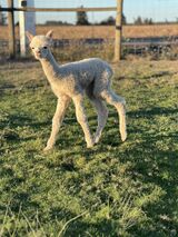 alpaca for sale