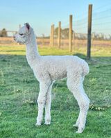 alpaca for sale