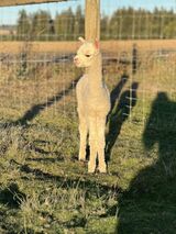 alpaca for sale