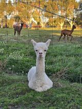 alpaca for sale