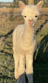 alpaca for sale