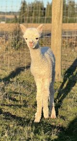 alpaca for sale