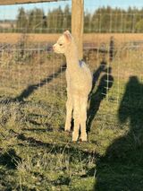 alpaca for sale