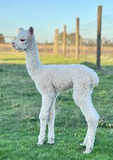 alpaca for sale