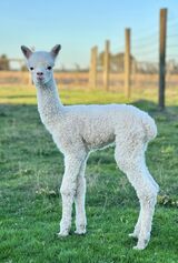 alpaca for sale