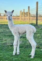 alpaca for sale