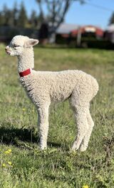 alpaca for sale