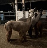 alpaca for sale