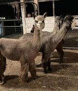 alpaca for sale