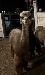 alpaca for sale