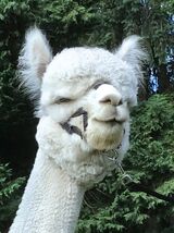 alpaca for sale