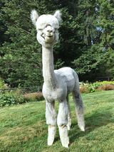 alpaca for sale