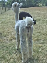 alpaca for sale