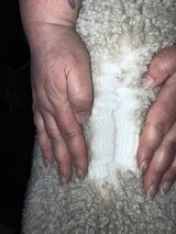 1 month after cria shearing