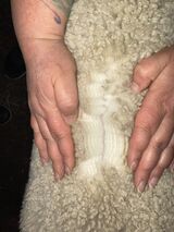 1 month after cria shearing