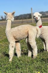 alpaca for sale