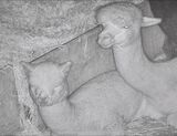 1/2025 on the barn cam with mom