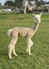 alpaca for sale