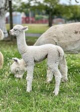 alpaca for sale