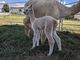 first cria -- a son!