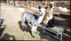 2013 cria Gray Velvet