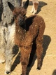 2019 cria Calamity Jane 