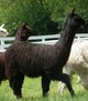 Yearling Raven