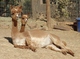 Bella and 2014 cria Cali