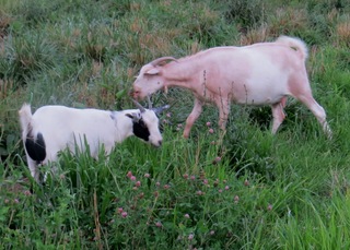Louise & Lula Mae grazing. June 30, 2019