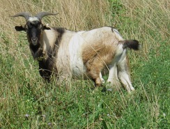 Bandit - 75% Kiko Buck - Sold for Breeding meat & pet goats 2019
