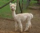 '08 cria Kiana