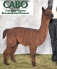 Champion Offspring, Killian's Red!