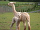 Maleena with 2010 Cria