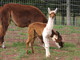 Hawkeye, 2010 Cria