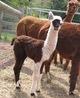 Malva, 2009 Cria