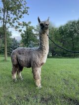 alpaca for sale