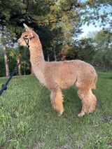 alpaca for sale