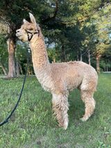 alpaca for sale