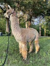 alpaca for sale