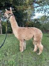 alpaca for sale