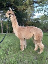 Photo of Summer's Kokomo Beach Boy