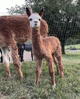 alpaca for sale