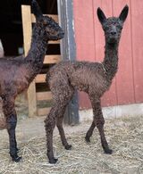 alpaca for sale