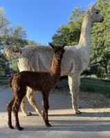 alpaca for sale