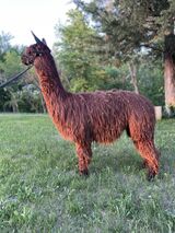 alpaca for sale