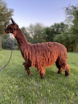 alpaca for sale