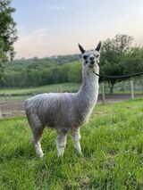 alpaca for sale