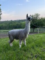 alpaca for sale