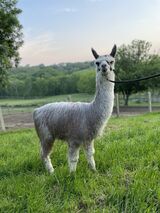 alpaca for sale