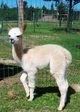 2nd Cria - Princess Elizabeth